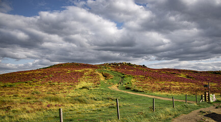 Beautiful heather fields in the Peak District - travel photography