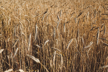 Wheat field with spikelets close up, background with wheat spikelets. Agricultural wheat field under blue sky. Rich harvest theme. Rural autumn landscape with ripe golden wheat.