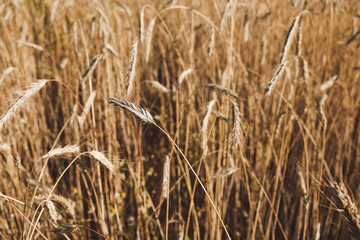 Wheat field with spikelets close up, background with wheat spikelets. Agricultural wheat field under blue sky. Rich harvest theme. Rural autumn landscape with ripe golden wheat.