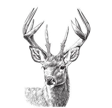 Portrait of a beautiful deer sketch, hand drawn in engraving style Hunting Vector illustration.