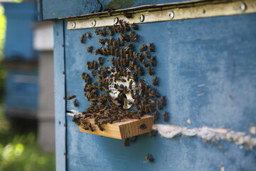 bees in the apiary