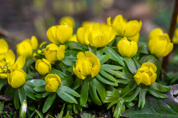 Bunch of Eranthis hyemalis flowering plants, common winter aconite in bloom, early spring bulbous flowers, macro detail view