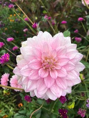 Fototapeta premium pink dahlia flower