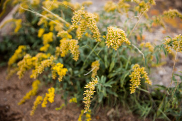 yellow wildflowers with rocky ground