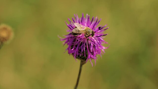 Bee Collects Nectar On A Purple Flower