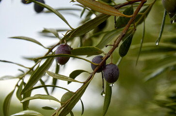 Olives growing on a tree branch with raindrops
