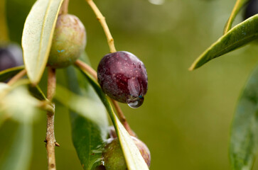 Close up of olives growing on a tree branch with raindrops