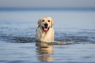 happy labrador puppy standing in water on the beach