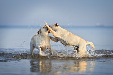 two labrador dogs playing in the sea together