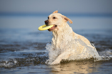 happy labrador dog playing with a toy in the sea