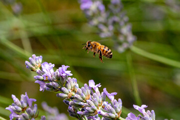 Honeybee, collecting nectar pollen from flowering lavender plants