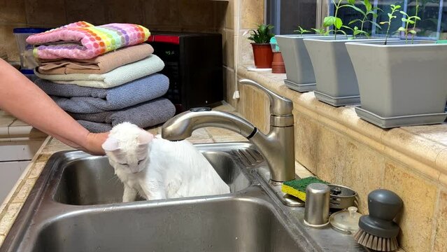 4K HD video of white Kao Manee cat with heterochromia in a kitchen sink getting a bath to remove dirt and oily fur. Older caucasian female washing domestic pet feline. Soaping up cat.

