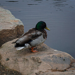 Obraz premium duck on the river