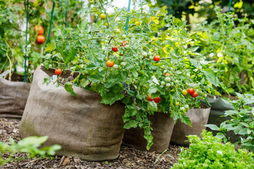 Cherry tomatoes and other vegetables growing in a row of fabric grow bags in the summer in an...