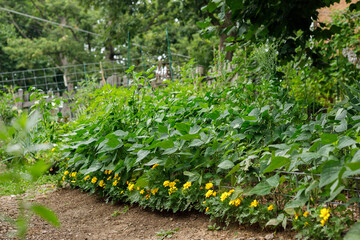 Intercropping bush beans, peppers, and marigolds planted in rows in a small space organic backyard urban kitchen garden