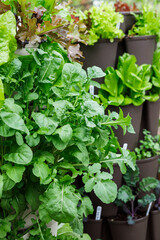 Fresh arugula leaves growing in a vertical container garden in spring
