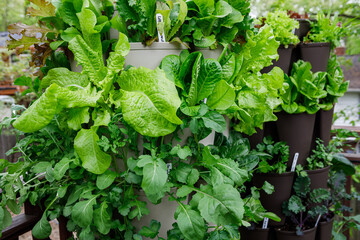 Vertical container garden in spring filled with leafy green vegetables - lettuce, arugula, mesclun mix, spinach, kale - and herbs - parsley and cilantro in a home garden