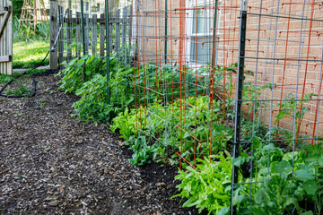 Vegetable beds in a suburban home kitchen garden filled with lettuce, tomatoes, peppers, nasturtium and pole beans growing on trellises and in tomato cages in spring