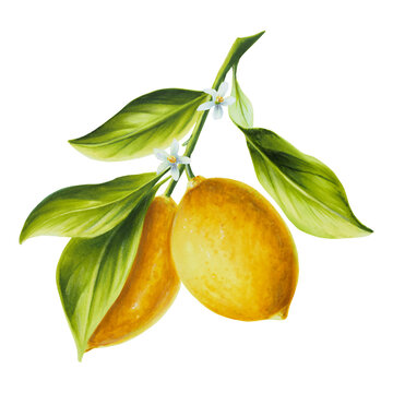 recommend clip art: Watercolor branch of fresh ripe lemon with bright green leaves and flowers. Hand drawn citrus painting on white background. For designers, postcards, party Invitations, wrapping paper, covers. For