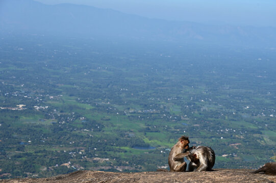 Monkeys on Mountain top