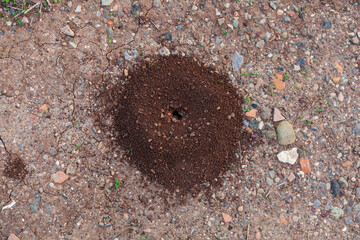  Top of view of the anthill.
