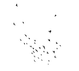 A flock of flying birds. Free birds. Vector illustration