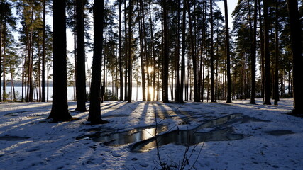 winter forest 