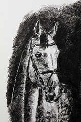 Horse portrait - illustration. Detailed drawing of a horse's head drawn by a liner. Unusual horse icon