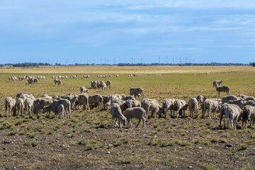 Sheared sheep grazing in a field. Blue sky with clouds and wind farm in the distance