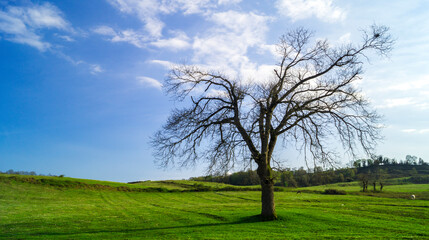 a lonely tree on a meadow