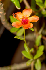 Naklejka premium orange flower with drops