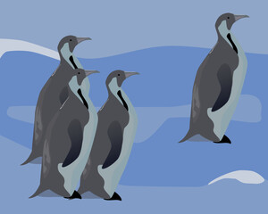 a young big penguins on the rocks