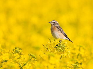Whinchat (Saxicola rubetra) in the rape field