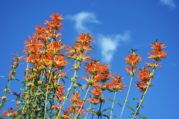 カエンキセワタ