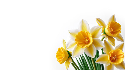 Spring Narcissus flowers isolated on white. Daffodils, wallpaper, invitations,cards, generative ai