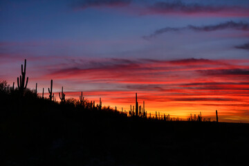 Fototapeta premium Brilliant Sky Saguaro Sunset