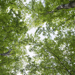 Looking up at the green tops of trees.