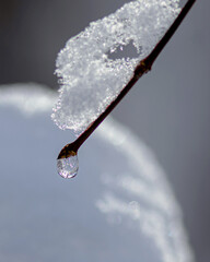 Naklejka na ściany i meble Macro image of the drops of snow melting