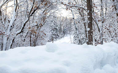 Snow storm in forest 