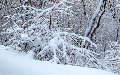 Snow storm in forest 
