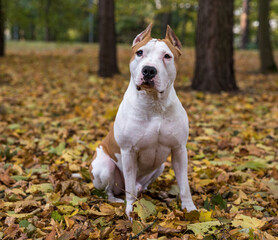 American Bulldog Is Sitting on the Ground