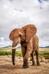 Fototapeta na wymiar Elephant walking in the wild