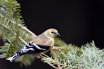 Close up of an American Goldfinch with fall feather colors perched on a pine branch