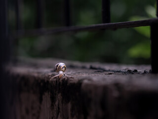 A snail in a wall