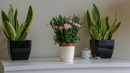 pink flowers in a vase