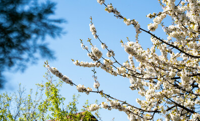 Blooming tree at spring