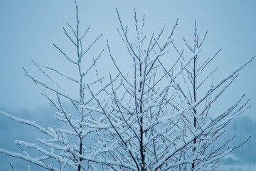 snow covered branches