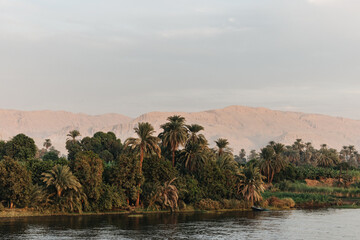 Beautiful palm trees along the river Nile on a Nile cruise in Egypt