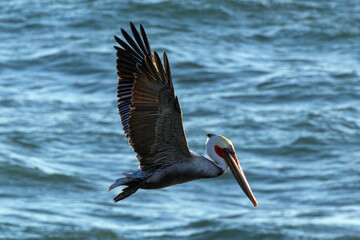 California Brown Pelican hovering before diving in the Pacific Ocean on the central coast of Cambria California United States