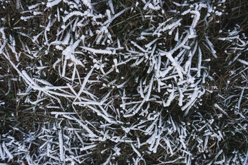 Grass in early winter covered with the first snow and ice during the first frosts in December in the field, a pattern of frozen grass	
